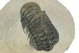 Detailed Crotalocephalina Trilobite - Atchana, Morocco #249785-4